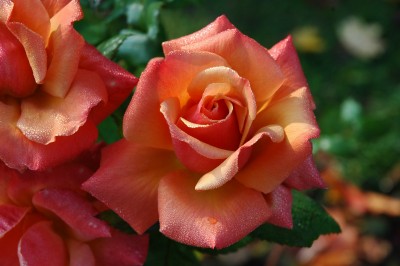 roses-194490_1920