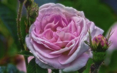 rose-202046_1920