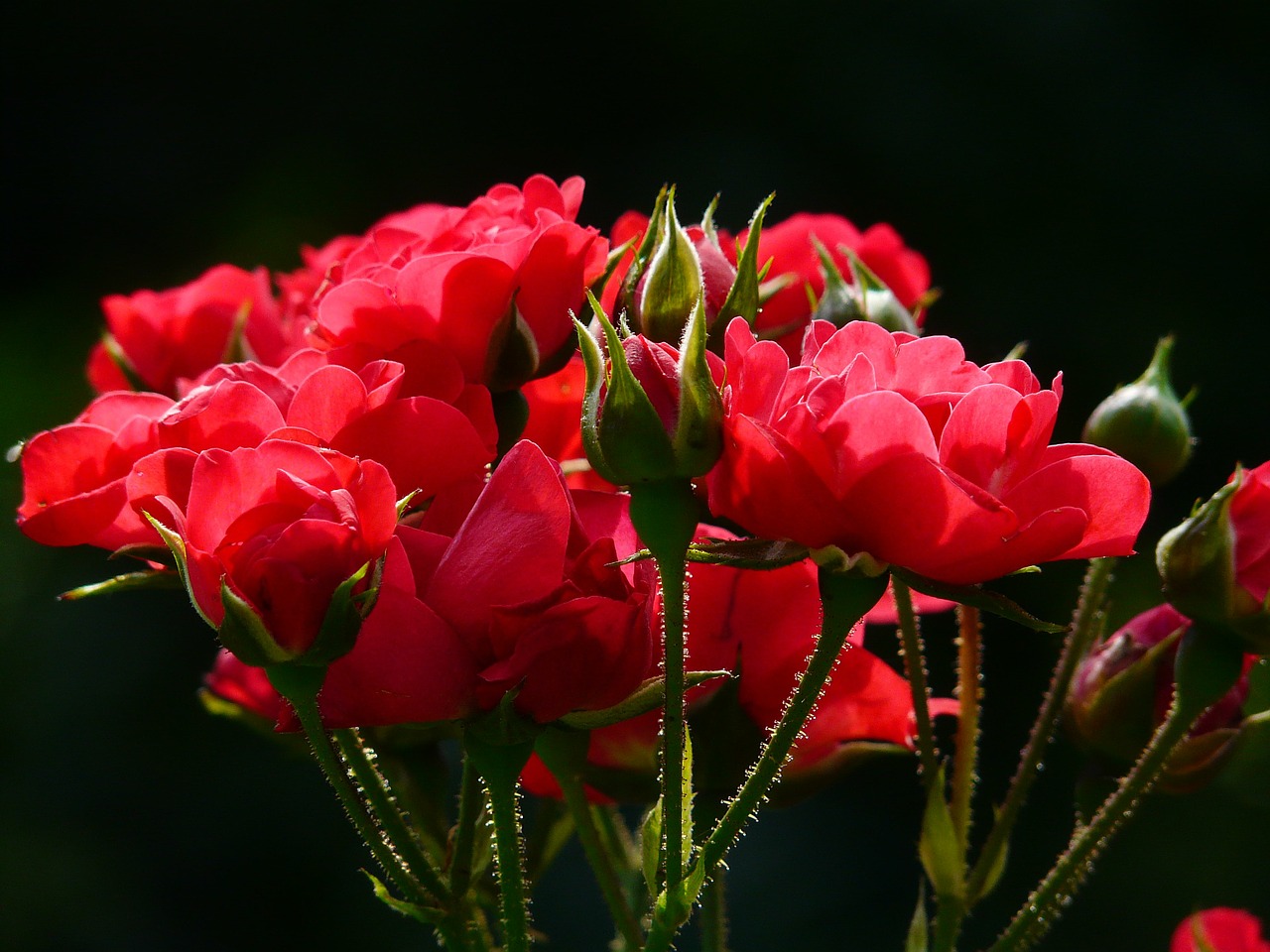 ジョーマローン レッドローズ Red Roses