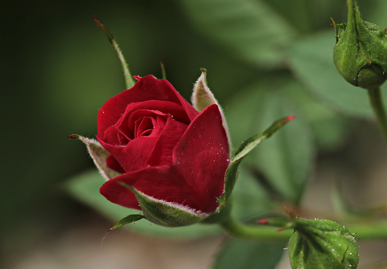 ゲラン ローズバルバル Rose Barbare Guerlain